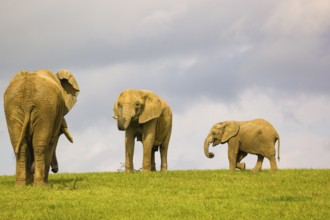 Two adult African elephants (Loxodonta africana) and a juvenile crossing a meadow