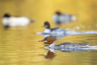 Common merganser, goosander (Mergus merganser merganser) female swimming among group of goosanders