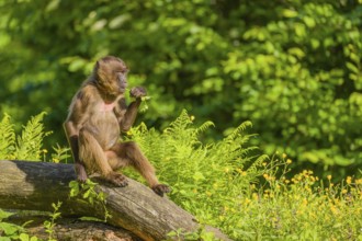 A male Gelada (Theropithecus gelada), or bleeding-heart monkey sits on a log lying in dense green
