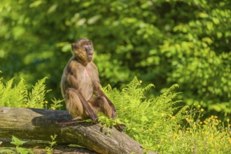 A male Gelada (Theropithecus gelada), or bleeding-heart monkey sits on a log lying in dense green