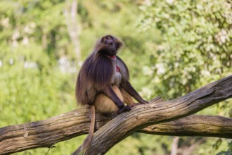 Portrait of an adult male Gelada (Theropithecus gelada), or bleeding-heart monkey, resting on a