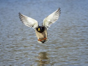 Mallard (Anas platyrhynchos), male duck in flight about to land on a lake, Hesse, Germany, Europe