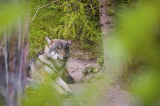 A eurasian gray wolf (Canis lupus lupus) rests under a spruce tree, fairly hidden behind green