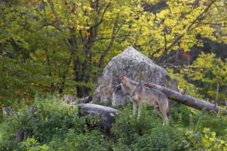 A eurasian gray wolf (Canis lupus lupus) stands on a log in front of a rock, observing the area. A