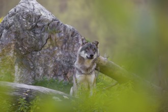 A eurasian gray wolf (Canis lupus lupus) stands on a log in front of a rock, observing the area. A