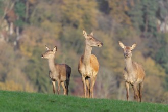Two adult red deer hinds (Cervus elaphus) and a calf are standing in a meadow in the beautiful