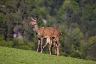 One red deer doe (Cervus elaphus) stands on a meadow and suckles her fawn. A forest in the distant