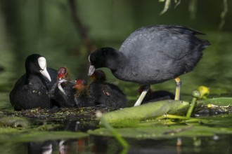 Great Crested Grebe (Podiceps cristatus), Nettetal, Germany, Europe