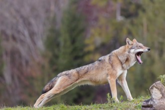 A female eurasian gray wolf (Canis lupus lupus) stretches out on a meadow on top of a hill
