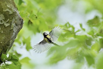 Great tit (Parus major), with food in its beak approaching the breeding den, Canton Zug,