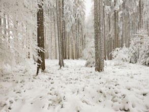 Forest in the snow and hoarfrost, Horben, Beinwil, Freiamt, Canton Aargau, Switzerland, Europe