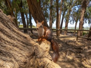 Red squirrel perched on a weathered log within the natural park of las lagunas de la mata and