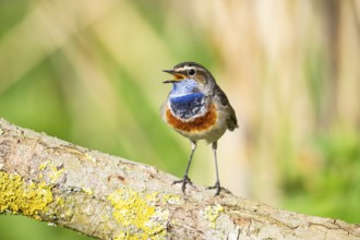 Bluethroat (Luscinia svecica cyanecula) Male Germany