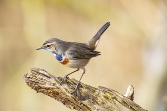 Bluethroat (Luscinia svecica cyanecula) Male Germany