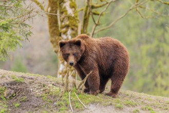 A young male Eurasian brown bear (Ursus arctos arctos) stands on a green meadow in hilly terrain. A