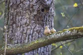 Nuthatch (Sitta europaea) mating Germany