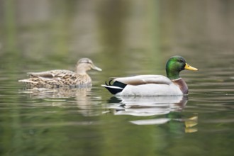 Mallard (Anas platyrhynchos) male and female on a lake in winter, Bavaria, Germany, Europe