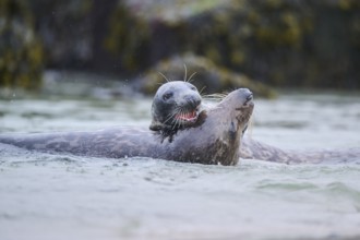 Grey seal (Halichoerus grypus) playing with each other in the water, sea, Düne, Helgoland,