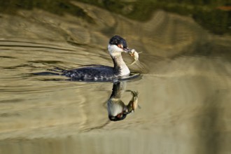 Slavonian grebe (Podiceps auritus), adult, in a white plumage, winter plumage, swimming with a fish