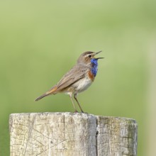 Bluethroat (Luscinia svecica cyanecula), male, singing on a pasture fence post, wildlife, Lembruch,