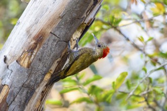 Pileated Woodpecker (Veniliornis passerinus) Pantanal Brazil