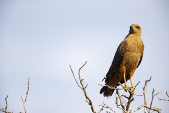 Savannah Buzzard (Heterospizias meridionalis) Pantanal Brazil