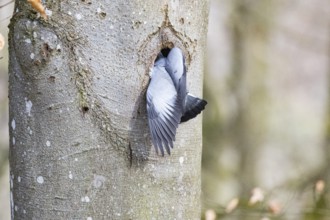 Stock Dove (Columba oenas) at Black Woodpecker Cave Germany