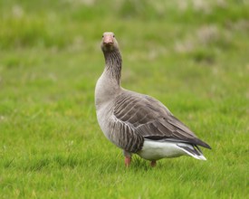 Greylag goose (Anser anser) standing in a meadow, Lower Saxony, Germany, Europe