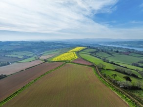 Rapeseed fields over the River Teign from a drone, Teignmouth, Shaldon, Devon, England, United