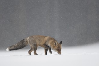 Red fox in the snow, Steinborn, Rhineland-Palatinate, Germany, Europe