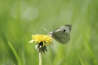 Cabbage butterfly (Pieris brassicae), butterfly, dandelion, coloured, The cabbage butterfly sucks