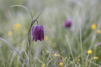 Snake's Head Fritillary (Fritillaria meleagris), Lower Saxony, Germany, Europe