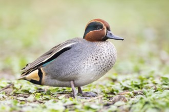 Eurasian teal (Anas crecca) male walking on a meadow, Bavaria, Germany, Europe