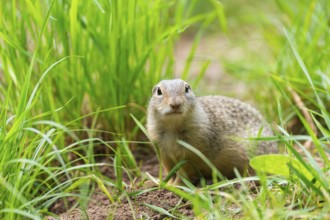 European ground squirrel (Spermophilus citellus) on a meadwo, Bavaria, Germany, Europe