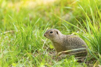 European ground squirrel (Spermophilus citellus) on a meadwo, Bavaria, Germany, Europe