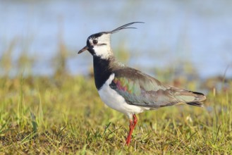 Lapwing (Vanellus vanellus) adult bird foraging in wet meadow, wildlife, animals, birds, plover