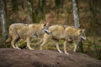 Wolf (Canis lupus), two animals on a hill, on the way in autumn forest, Germany, Europe