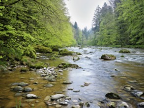 European beech trees shedding leaves, in the foreground moss-covered stones on the river Sihl,