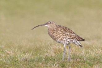 Eurasian curlew (Numenius arquata) standing in a meadow, Wildlife, Animals, Birds, Snipe family
