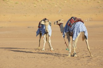 Dromedaries (Camelus dromedarius) with saddle in the Wahiba Sands or Rimal Al Wahiba or Sharqiyya