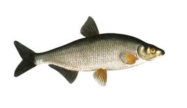 Fish, Fish, genus of carp fish, Cyprinus vimba, the carp, Historical, digitally restored