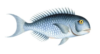 Fish, Fishes, Coryphaena coerulea, Scarus coeruleus, Blue Razorfish, Historical, digitally restored