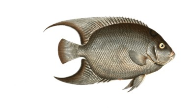 Fish, Fish, genus Butterflyfish, Butterflyfish, Chaetodon ciliaris, the hairy Angel-Fish,