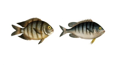 Fish, Fish, Genus butterflyfish, Butterflyfish, Chaetodon bengalensis, the Bengal clifffish. right: