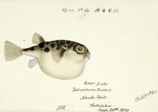 Pufferfish, Tetraodon gillbanksii, Arothron gillbanksii, a species of pufferfish in the family