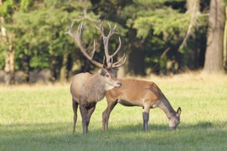 Red deer (Cervus elaphus) in rutting season, capital stag with doe in a forest clearing, wildlife,