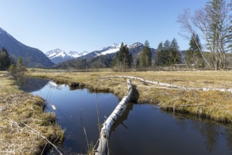 Felled tree trunk bitten by beavers (Castor fibre), beaver bite, moor pond near Oberstdorf,