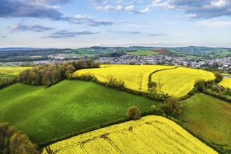 Rapeseed fields and farms from a drone, Torquay, Devon, England, United Kingdom, Europe