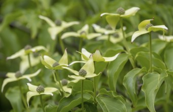 Kousa dogwood (Cornus kousa), North Rhine-Westphalia, Germany, Europe