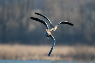 Aerial dispute between two greylag geese, in the Großen Rosin Moor nature reserve,